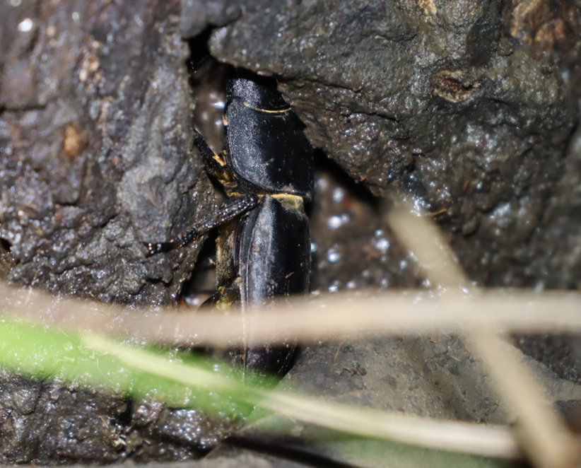 ヒラタクワガタ♂2匹目（47mm アングル1）_その他の洞のあるヤナギ－ヤナギ林_2023年6月8日19時50分気温20度 霧雨